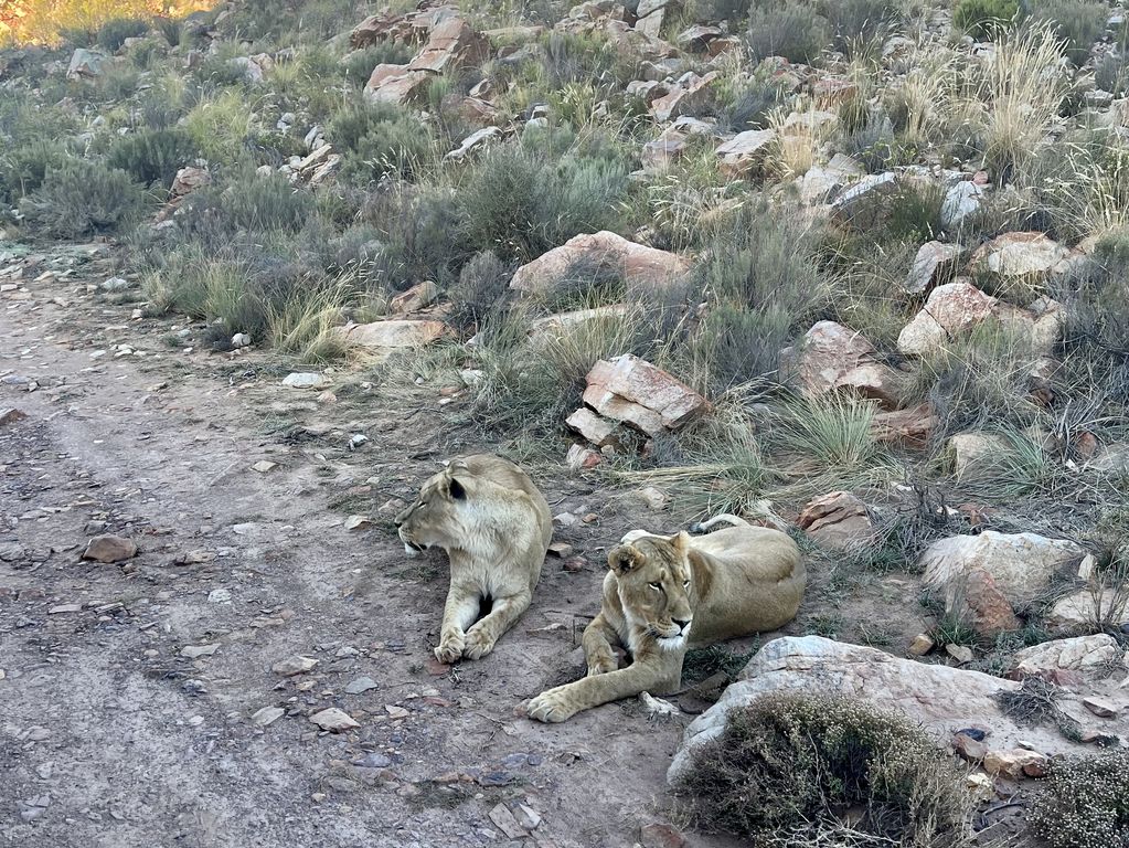 Kruger NP leeuw Zuid Afrika groepsrondreis 5